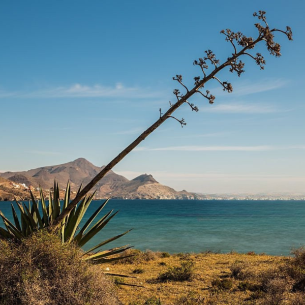 Cabo de Gata - Pita
